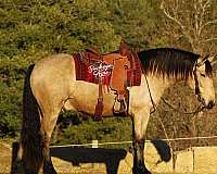 kid-safe-draft-horse
