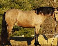 parade-draft-horse
