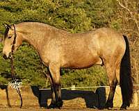 ridden-english-draft-horse