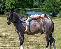 trail-horse-tennessee-walking