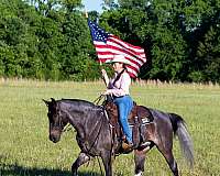 twhbea-tennessee-walking-horse