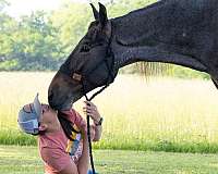 gaited-horse-tennessee-walking