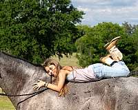 gentle-horse-tennessee-walking