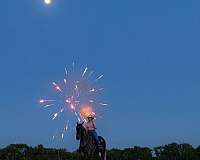 my-horse-connection-tennessee-walking