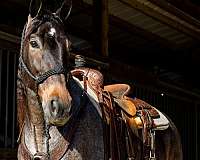 gun-safe-horse-tennessee-walking