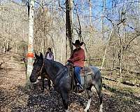 horse-for-sale-tennessee-walking