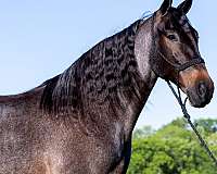 western-horse-tennessee-walking