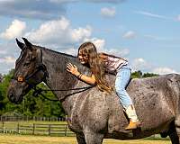 western-dressage-horse-tennessee-walking
