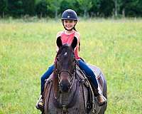 kid-friendly-horse-tennessee-walking