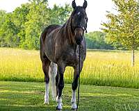 tennessee-walking-horse