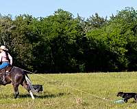 trail-horse-for-sale-tennessee-walking
