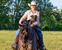 traffic-safe-horse-tennessee-walking