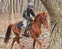 star-horse