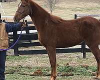 sorrel-star-horse