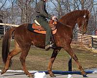 all-around-tennessee-walking-horse