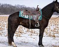 beginner-trail-gelding-foal