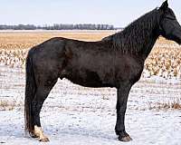 all-around-missouri-fox-trotter-horse