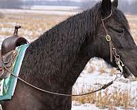 athletic-missouri-fox-trotter-horse