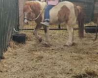 dun-white-paint-pony-for-sale