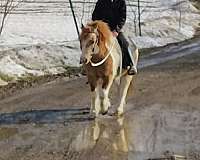 dun-white-paint-pony-gelding