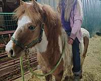 dun-white-paint-pony