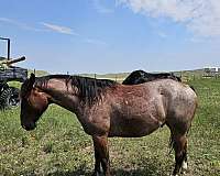 quarter-horse-gelding