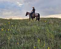 quarter-horse-for-sale