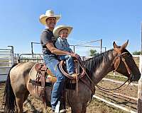 quarter-horse