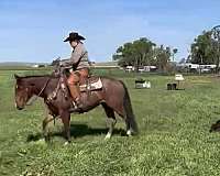 gelding