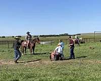 all-around-ranch-gelding