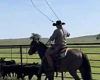 all-around-ranch-horse