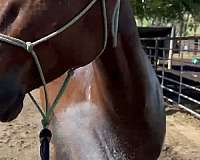 all-around-ranch