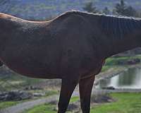 blonde-tail-pony