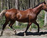 chestnut-three-white-socks-pony