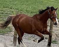 chestnut-blonde-tail-pony