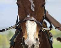 adults-thoroughbred-pony