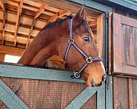all-thoroughbred-pony