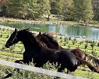 anyone-thoroughbred-pony