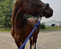 back-thoroughbred-pony