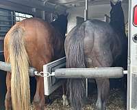 back-up-thoroughbred-pony