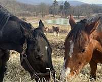 bloodlines-thoroughbred-pony