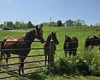 bold-thoroughbred-pony