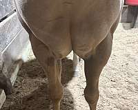 jmk-horse
