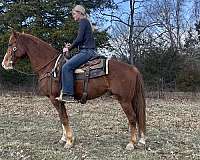 broke-to-ride-rocky-mountain-horse