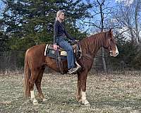 cheyenne-rocky-mountain-horse