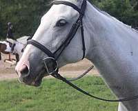 hunter-quarter-horse