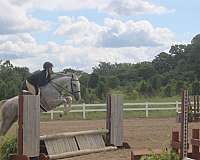 jumping-quarter-horse