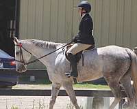 hunter-jumper-quarter-horse