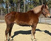sorrel-mare-for-sale
