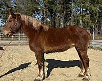 sorrel-belgian-mare